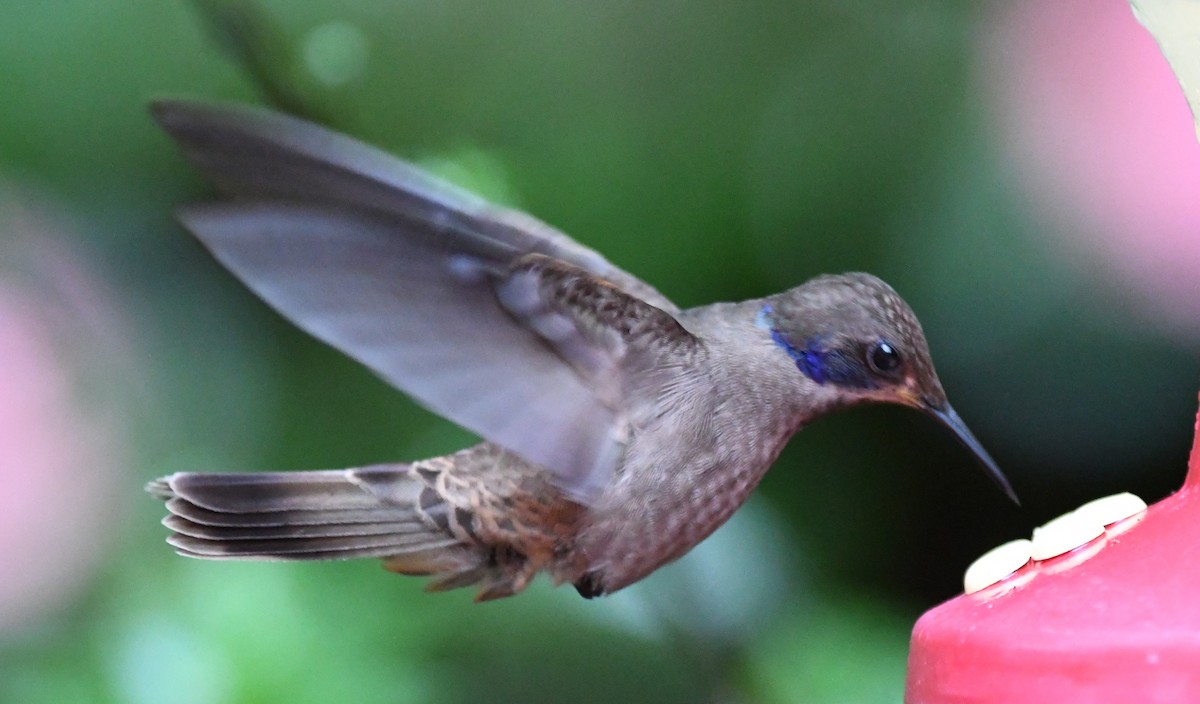 kolibřík fialovouchý - ML284758501