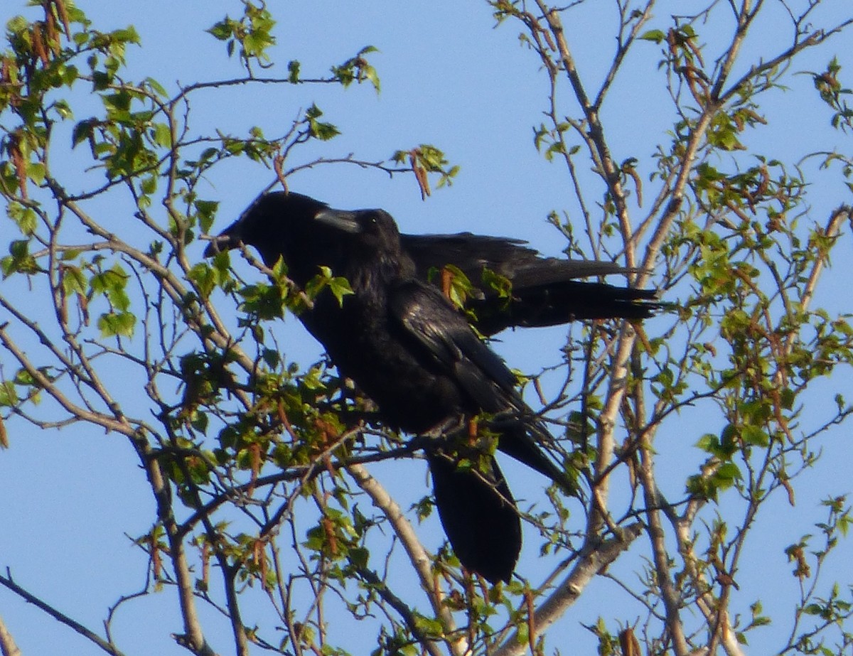 Common Raven - ML28475961