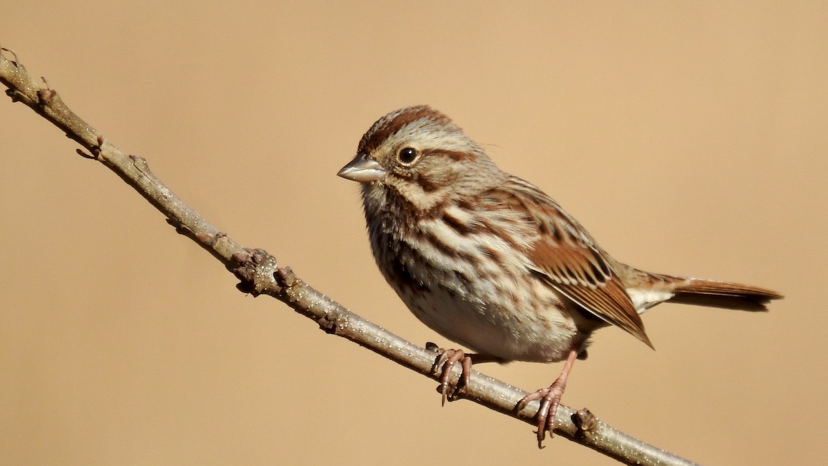 Song Sparrow - ML284761901