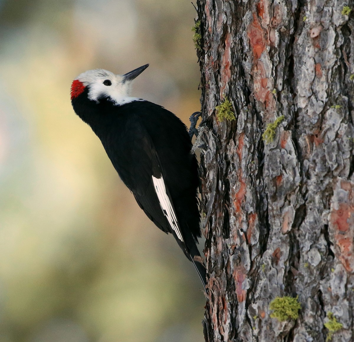 White-headed Woodpecker - Mark  Ludwick
