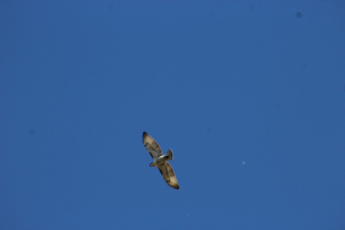 Red-tailed Hawk - ML284772921
