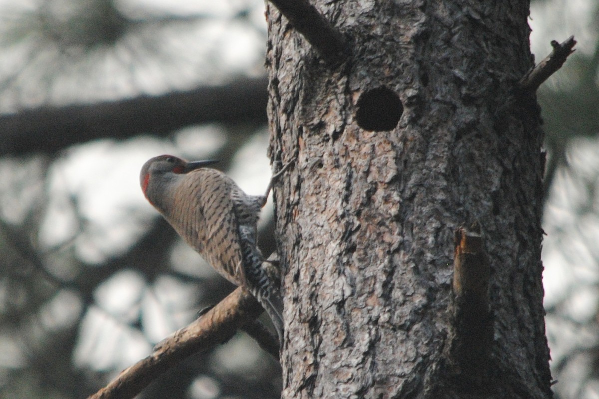 Northern Flicker (Yellow-shafted x Red-shafted) - ML28477751