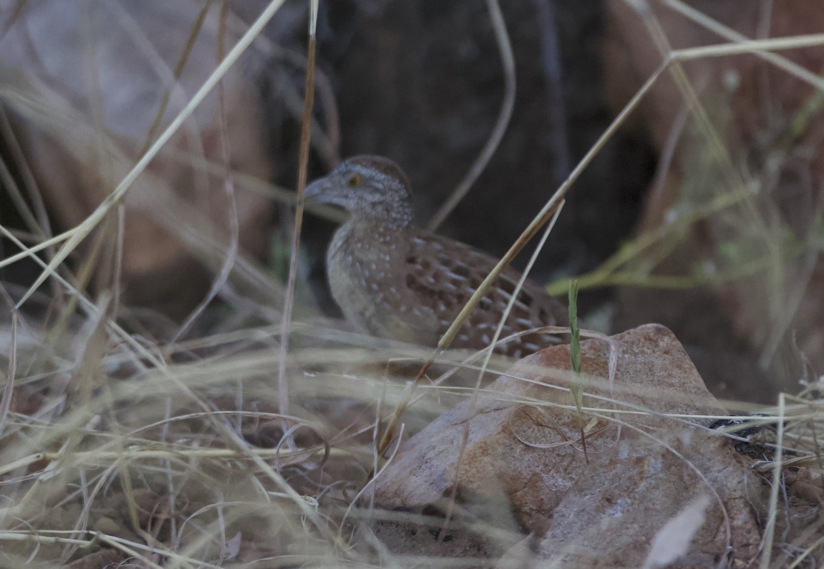 Chestnut-backed Buttonquail - ML284784241