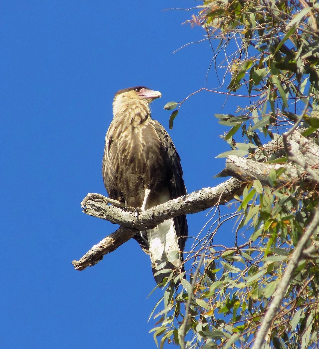 Crested Caracara (Southern) - ML284788261