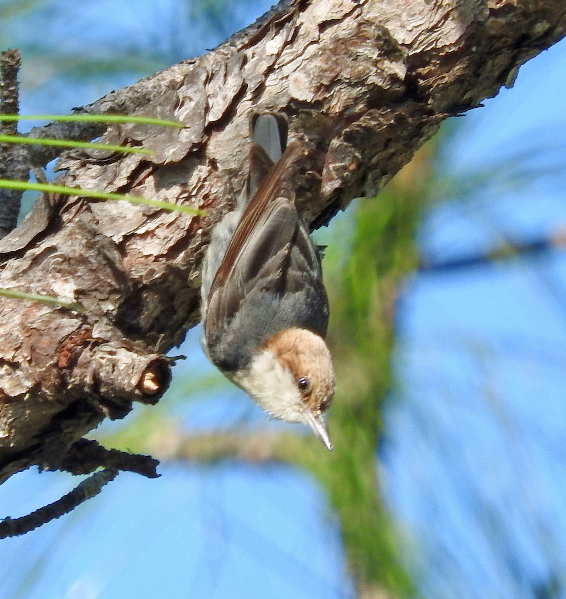 Brown-headed Nuthatch - ML28478971