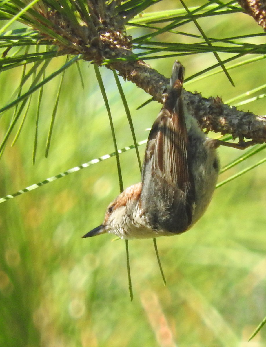 Brown-headed Nuthatch - ML28478991