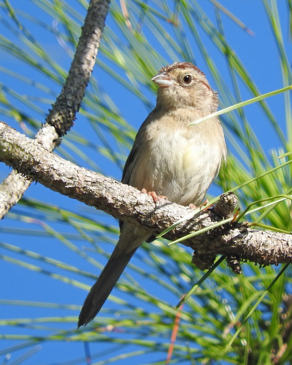 Bachman's Sparrow - Tresa Moulton