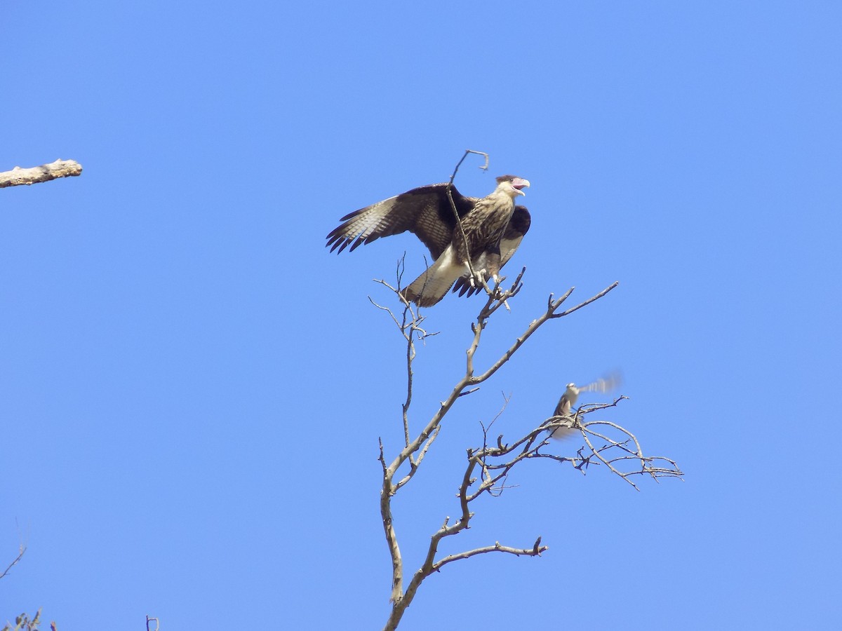 Crested Caracara (Southern) - ML284792891
