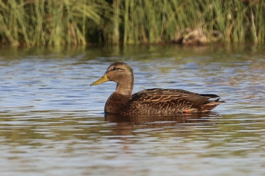 Mexican Duck - ML284793531