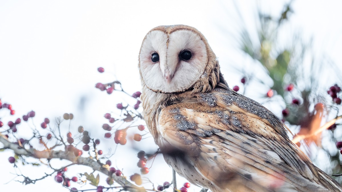 Barn Owl - Carl Bergstrom