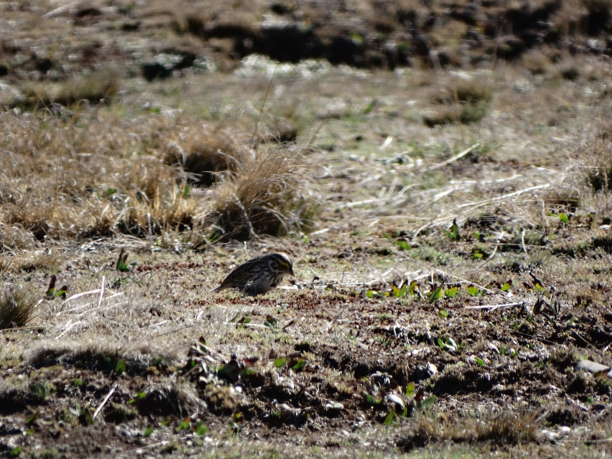 Savannah Sparrow - Daniel Aldana | Ornis Birding Expeditions