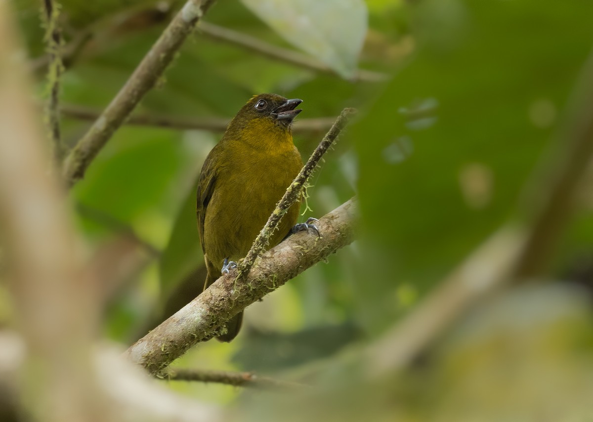 Yellow-green Tanager - ML284804091