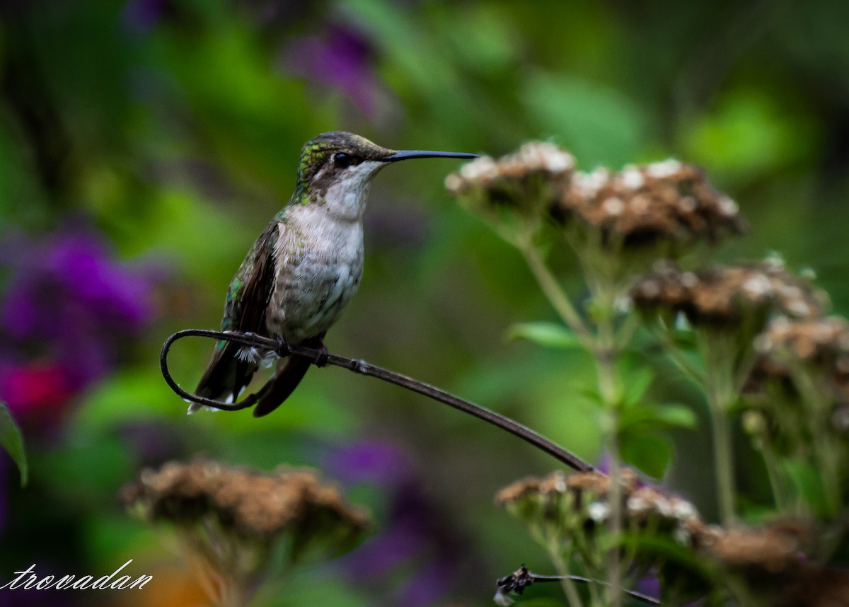 Ruby-throated Hummingbird - Daniel Mérida