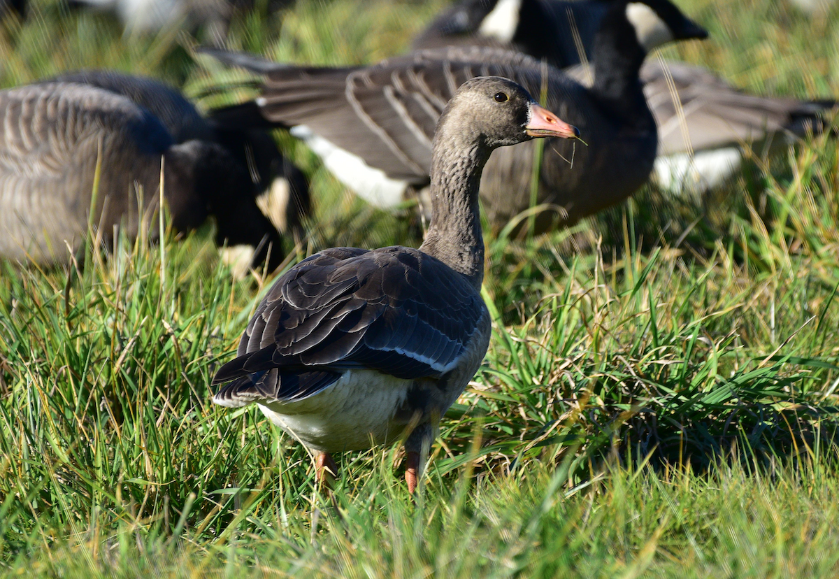 Greater White-fronted Goose - ML284813131