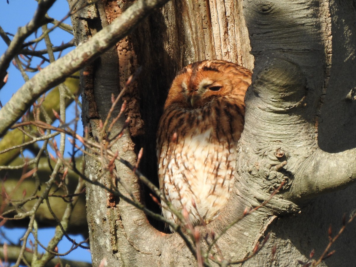 Tawny Owl - ML284813481