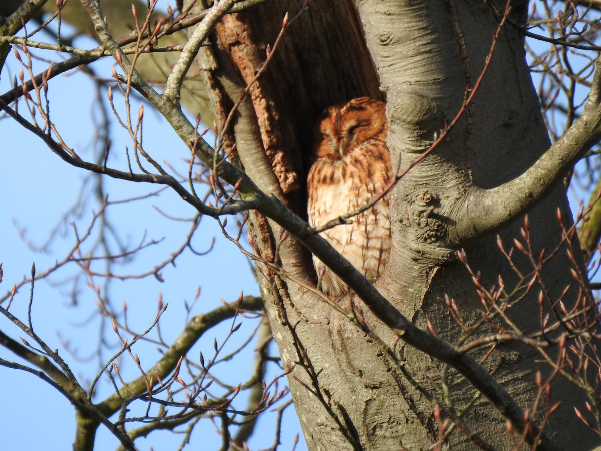 Tawny Owl - ML284813701