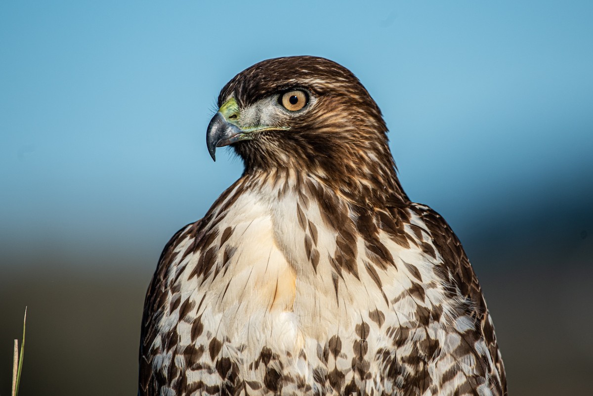 Red-tailed Hawk - ML284815821