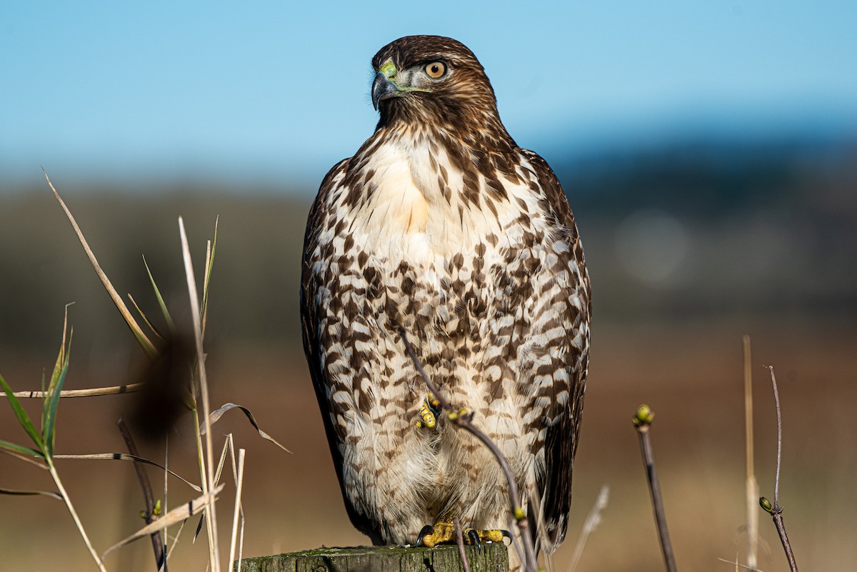 Red-tailed Hawk - ML284816401