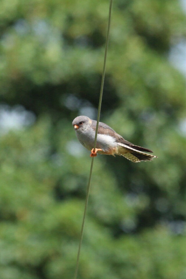 Red-footed Falcon - ML284824151