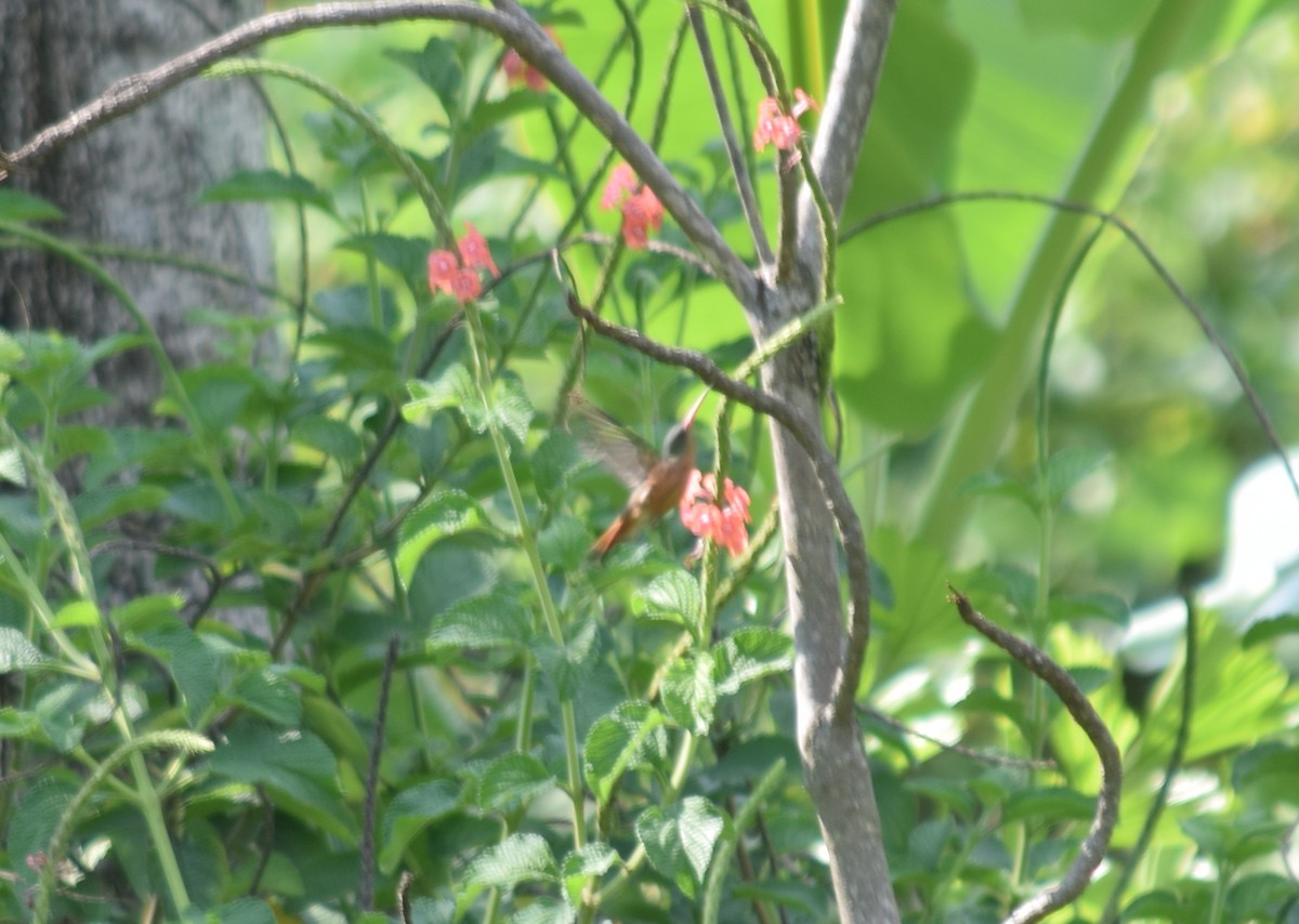 Cinnamon Hummingbird - ML284829291