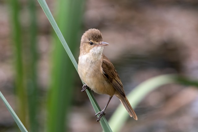 eBird - Discover a new world of birding...