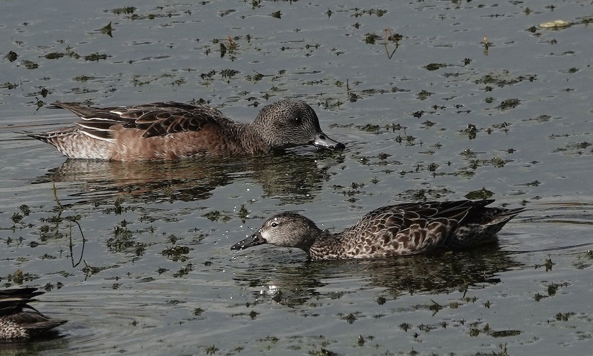 Blue-winged Teal - ML284837391