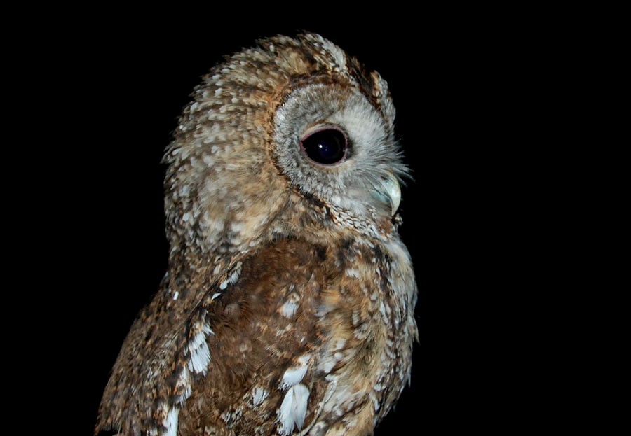Tawny Owl - José A Cortés Guerrero