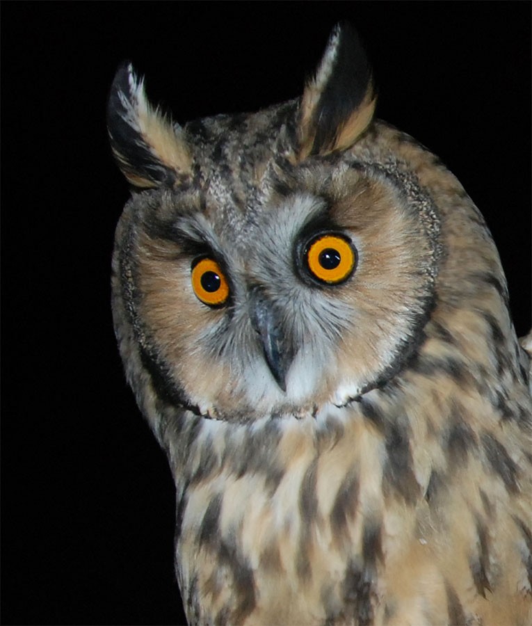 Long-eared Owl - José A Cortés Guerrero