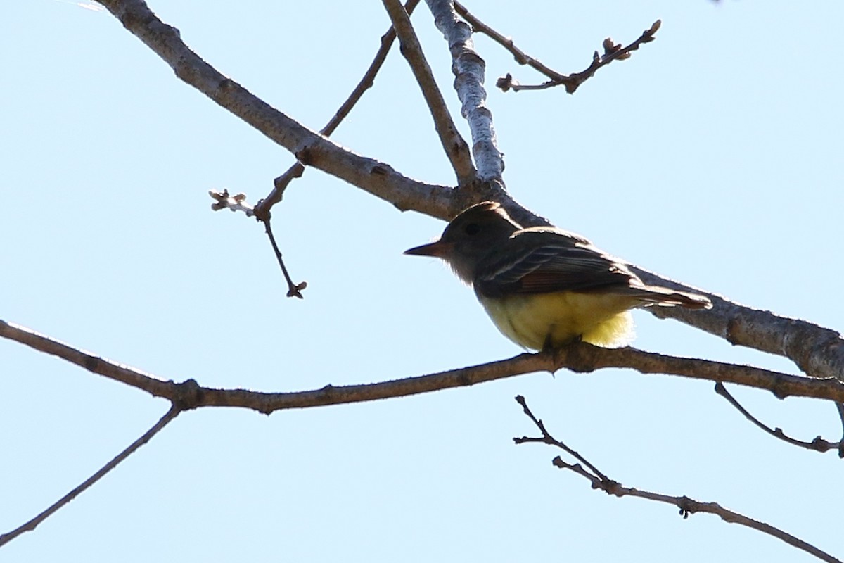 Great Crested Flycatcher - ML28483901