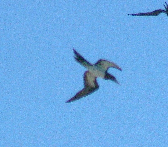 Brown Booby (Forster's) - Sue Hacking