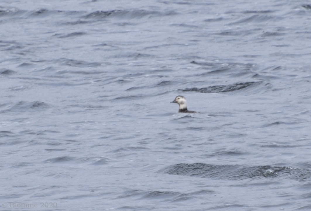Long-tailed Duck - ML284840761