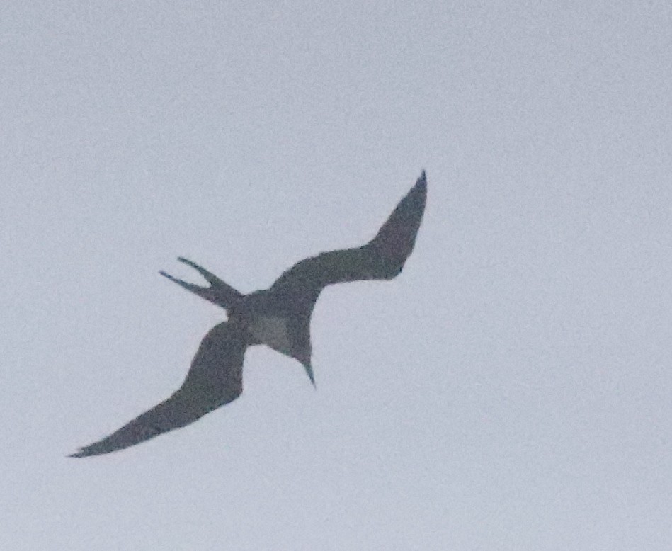 Great Frigatebird - Vikas Madhav Nagarajan