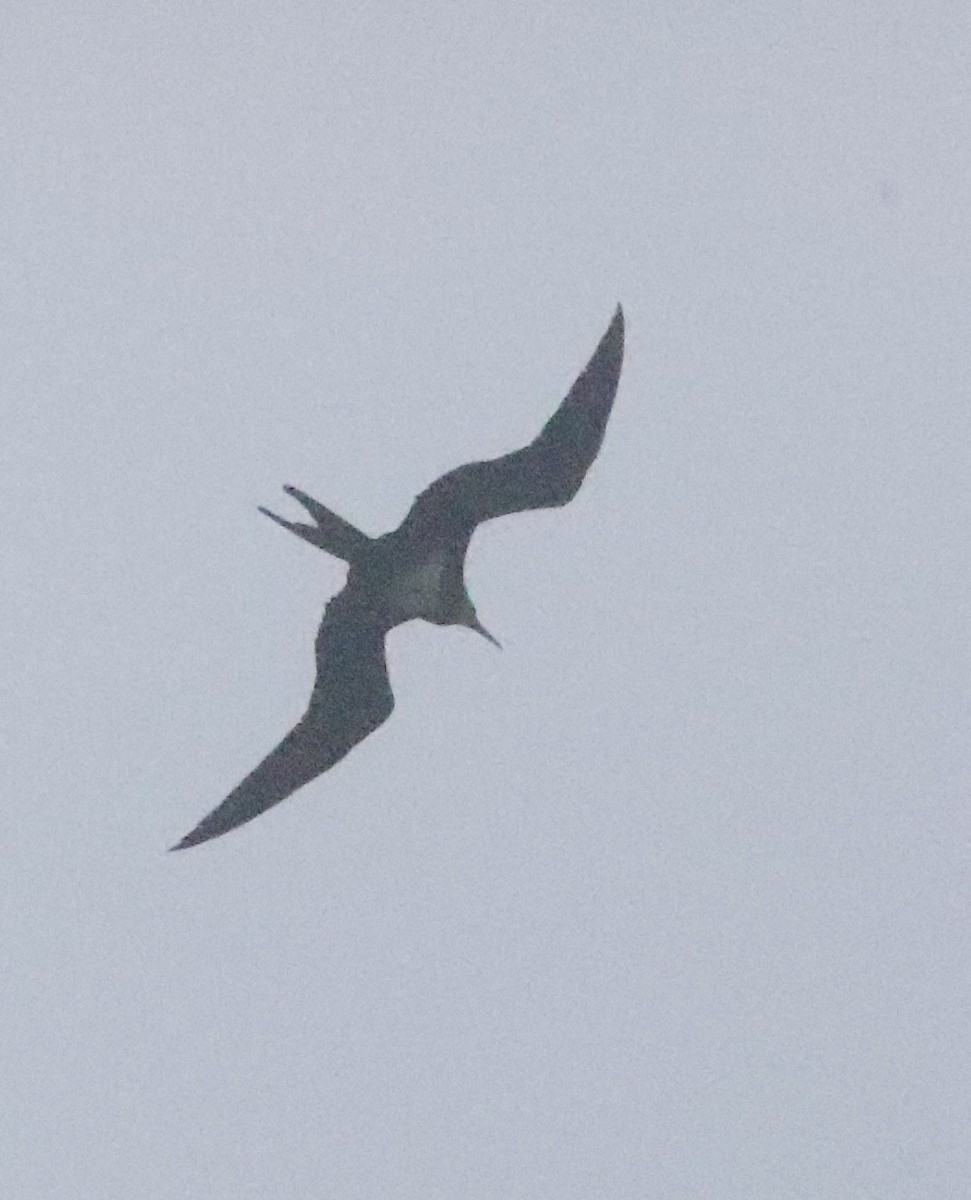Lesser Frigatebird - Vikas Madhav Nagarajan