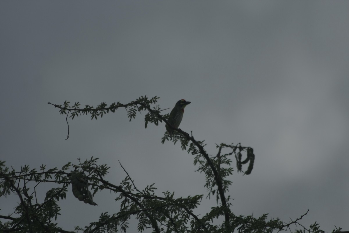 Coppersmith Barbet - ML284844341