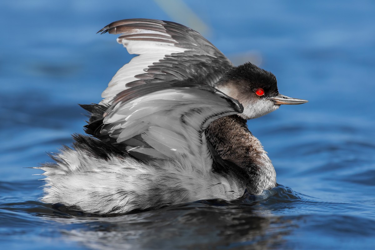 Eared Grebe - ML284848191