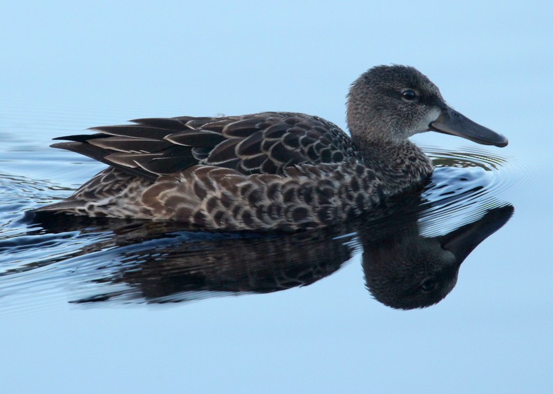 Blue-winged Teal - ML284851091