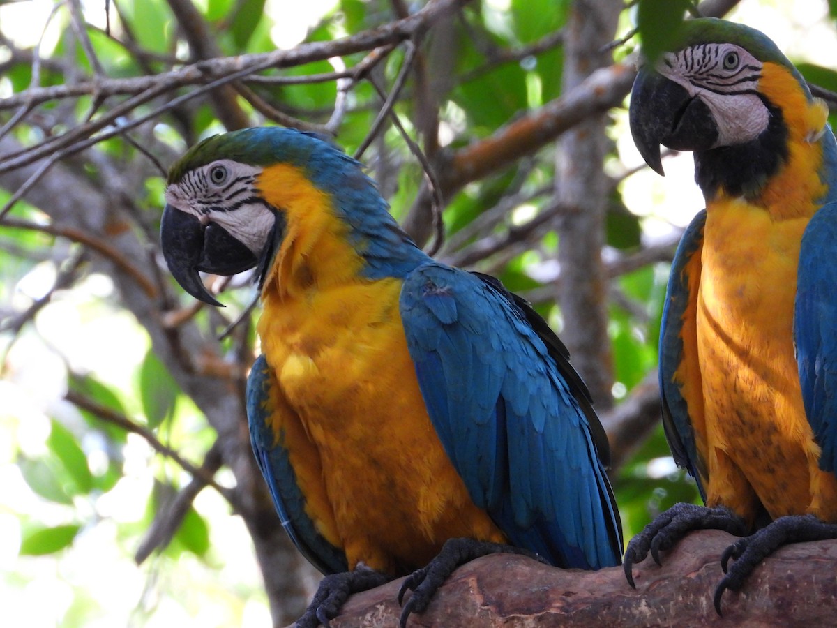 Blue-and-yellow Macaw - ML284853971