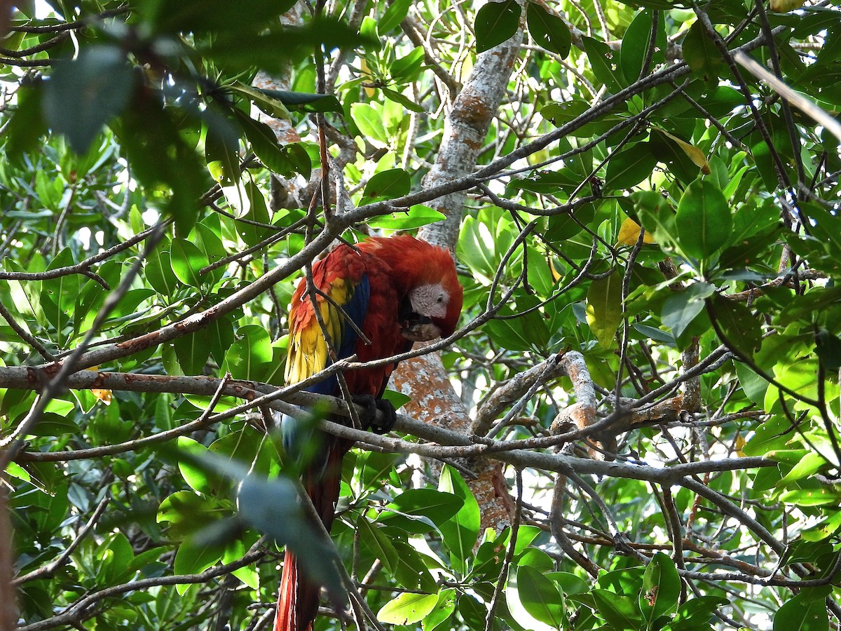 Scarlet Macaw - ML284854791
