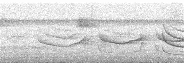 Band-tailed Antwren - ML284856041