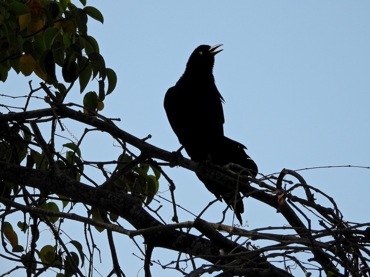 Great-tailed Grackle - ML284859451