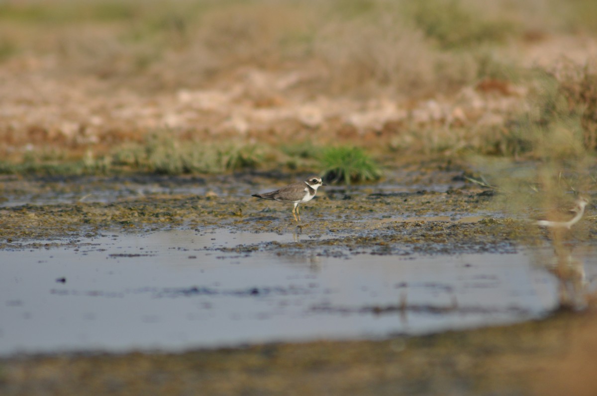 Common Ringed Plover - ML28486501