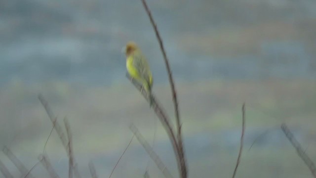 Red-headed Bunting - ML284870171
