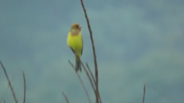 Red-headed Bunting - ML284870971