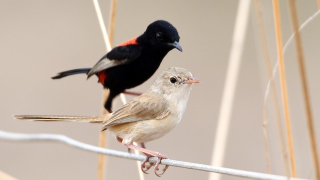 Definitive Alternate Female (front) and Male (back) Red-backed Fairywrens (subspecies&nbsp;<em class="SciName notranslate">cruentatus</em>). - Red-backed Fairywren - 