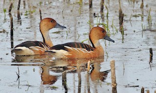  - Fulvous Whistling-Duck