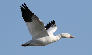  - Snow Goose