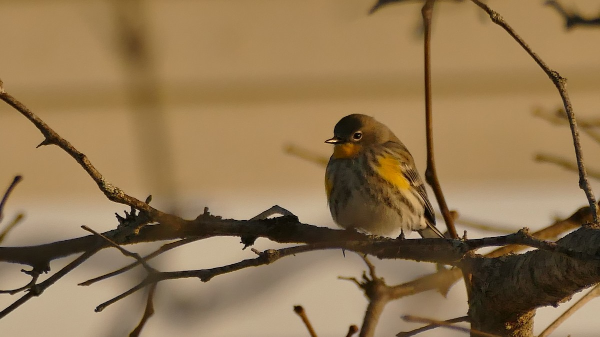 Yellow-rumped Warbler (Audubon's) - ML284875021