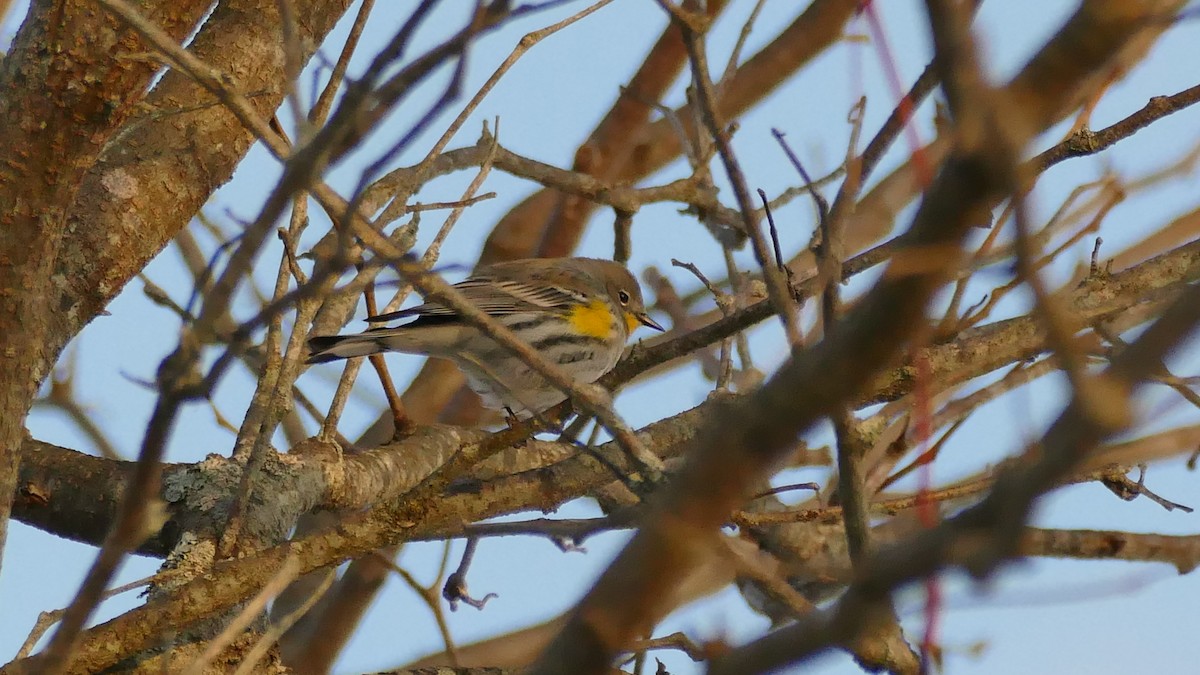 Yellow-rumped Warbler (Audubon's) - ML284875091