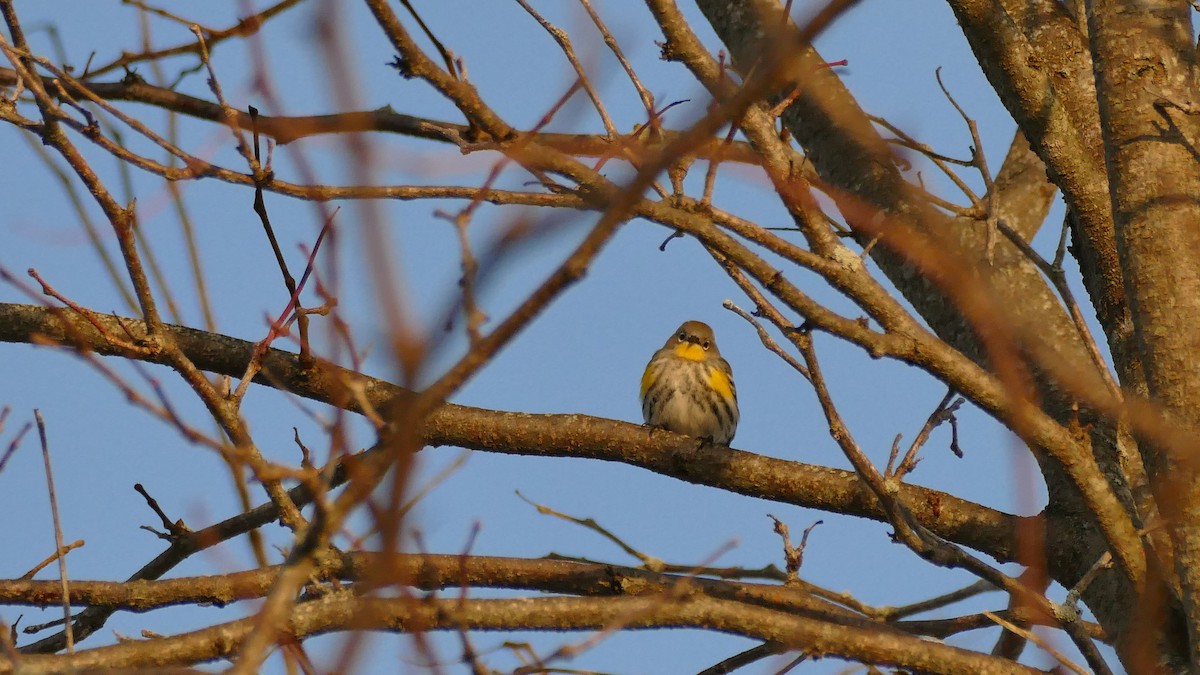 Yellow-rumped Warbler (Audubon's) - ML284875171
