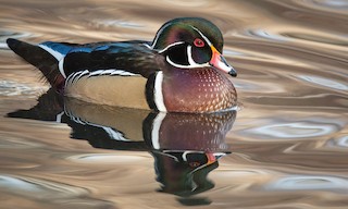  - Wood Duck